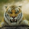 Angry Tiger paint by number