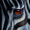 zebra's eye painting by numbers