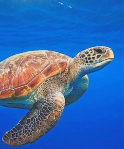 Animal Turtle paint by numbers