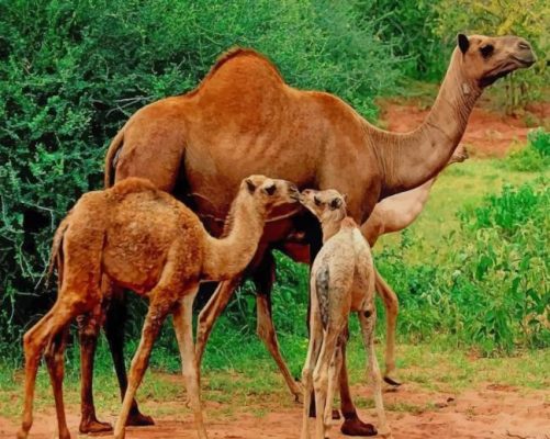 camels familly painting by numbers