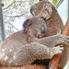 animals koalas cuddling painting by numbers