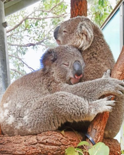 animals koalas cuddling painting by numbers