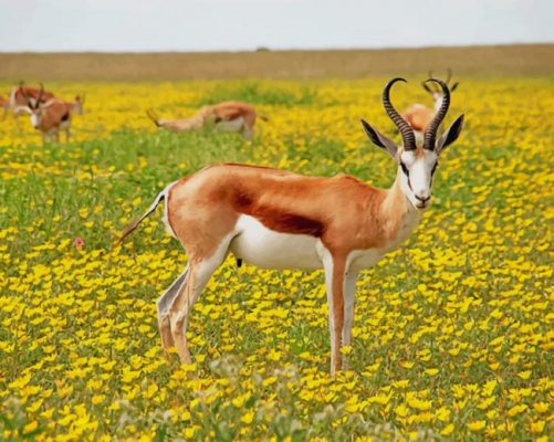 Antelope In Nature paint by number