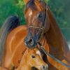 Arabian Horse And Foal paint by numbers