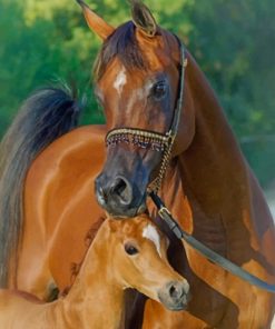 Arabian Horse And Foal paint by numbers