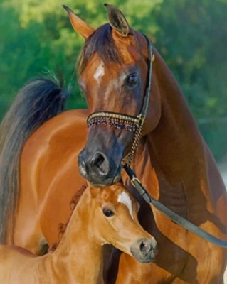 Arabian Horse And Foal paint by numbers