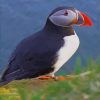 Atlantic Puffin Bird paint by numbers