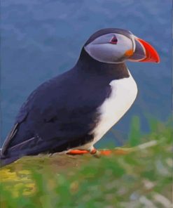 Atlantic Puffin Bird paint by numbers