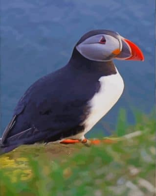 Atlantic Puffin Bird paint by numbers