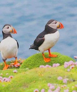 Atlantic Puffin Paint By Numbers