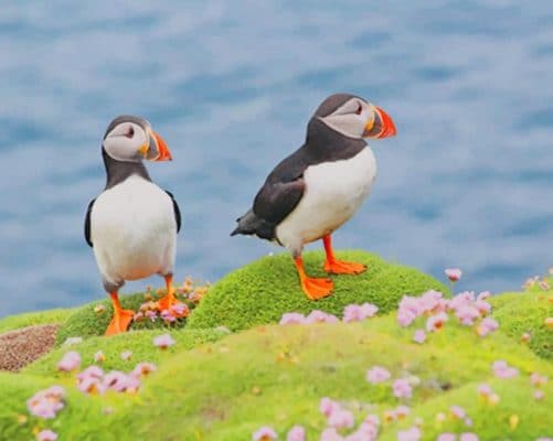 Atlantic Puffin Paint By Numbers