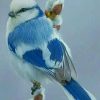 Azure Tit Bird paint by numbers