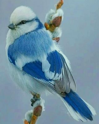 Azure Tit Bird paint by numbers