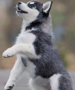 Baby Siberian Husky paint by numbers