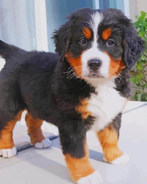 Baby Bernese Mountain Dog paint by numbers