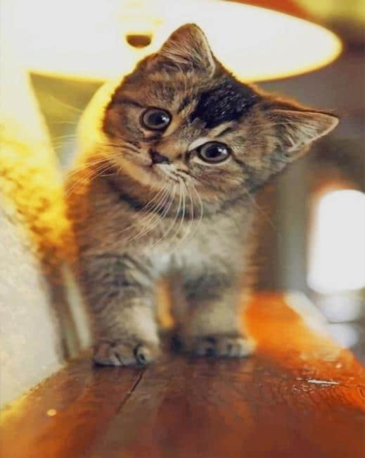 Baby Cat paint by numbers