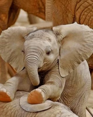 Baby Elephant Having Fun paint by numbers