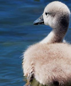 Baby Swan paint by number