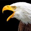 american bald eagle painting bu numbers