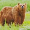 Bear Animal paint by numbers