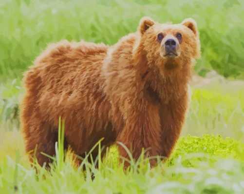 Bear Animal paint by numbers