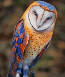 Beautiful Barn Owl paint by numbers