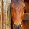 Beautiful Brown Horse Face paint by numbers