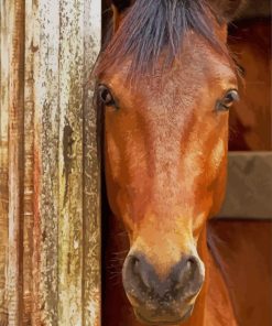 Beautiful Brown Horse Face paint by numbers