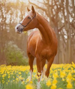 Beautiful Brown Horse In Forest paint by numbers