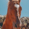 Beautiful Brown Horse paint by numbers