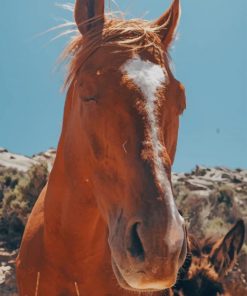 Beautiful Brown Horse paint by numbers