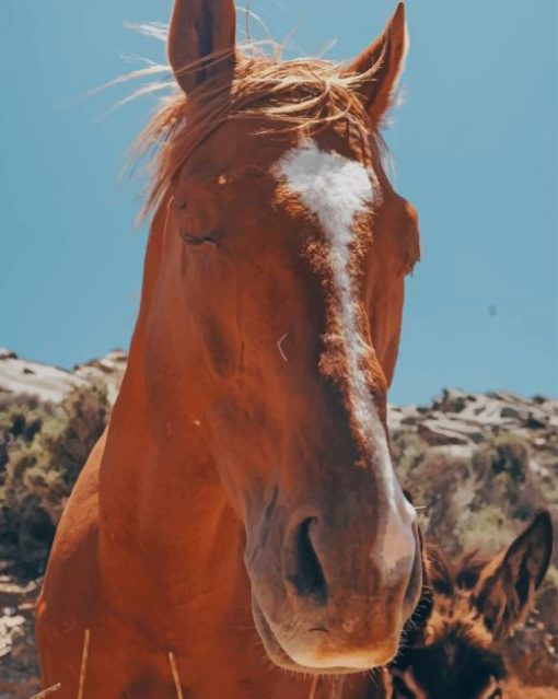 Beautiful Brown Horse paint by numbers