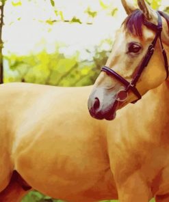 Beautiful Brown Horse paint by numbers