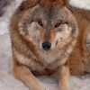 Beautiful Brown Wolf Paint By Numbers