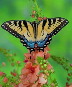 Beautiful Butterfly paint by numbers