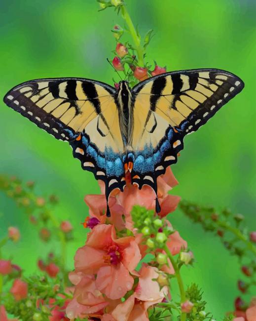 Beautiful Butterfly paint by numbers