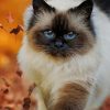 Beautiful Cat Breed paint by numbers