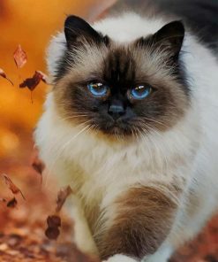 Beautiful Cat Breed paint by numbers