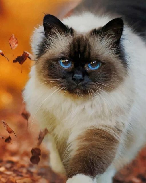 Beautiful Cat Breed paint by numbers