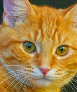 Beautiful Cat With Green Eyes paint by numbers