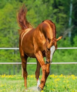 Beautiful Chestnut Horse paint by numbers