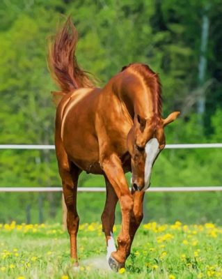 Beautiful Chestnut Horse paint by numbers