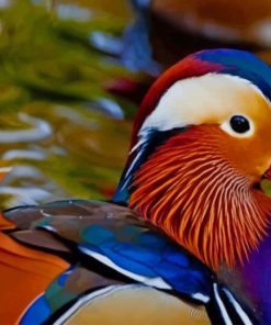 Colorful Duck In The Water paint by numbers