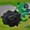 Beautiful Flower Black Rose paint by numbers