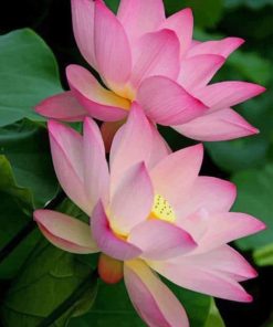 Beautiful Flowers Lotus paint by numbers