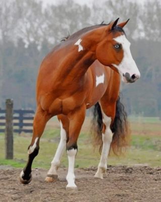 Beautiful Brown Horse paint by numbers