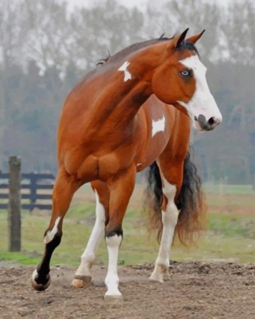 Beautiful Brown Horse paint by numbers