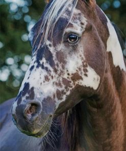 Beautiful Horse Markings paint by numbers