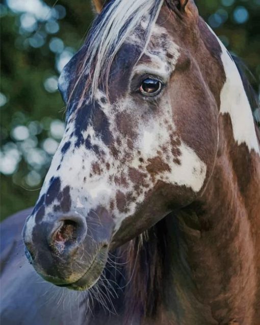 Beautiful Horse Markings paint by numbers