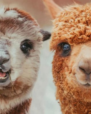 Beautiful Llamas paint by numbers